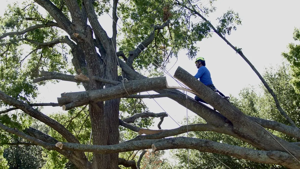 Professional Crown Thinning performed by certified arborists in Birch Harbor