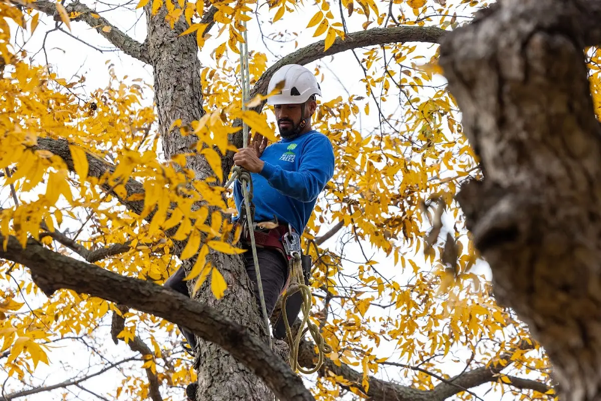 Skilled Tree Pruning crew working in Birch Harbor